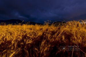 Wheat in the storm_10.jpg